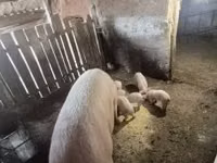 मादा सूअर — फ़ोटो 4