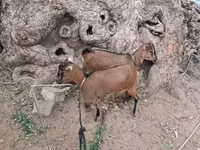Ziegen (Partie, Geschlecht nicht angegeben), Nubian Goat — Foto 2