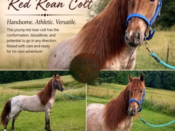 Horse (M), Rocky Mountain Horse