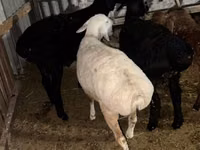 Ram, Sheep — photo 6