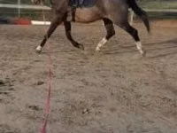 घोड़ा, Dutch warmblood horse — फ़ोटो 2