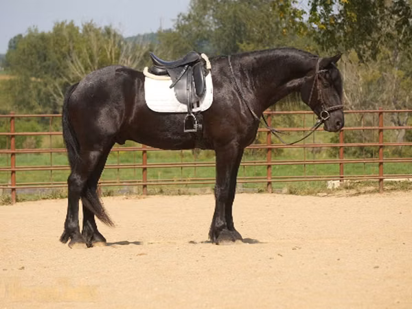 Hengst, Friesian