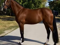 فرس, Hanoverian — الصورة 3