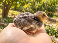 Quails — Foto 2