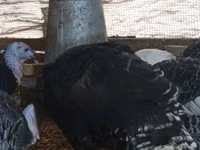 Turkeys — photo 6