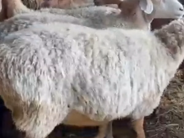 Sheep, Sheep