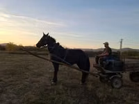 Hengst, Nonius horse — Foto 3