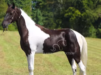 حصان, Tennessee Walking Horse — الصورة 8