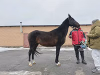 母马, Akhal-Teke — 照片 2
