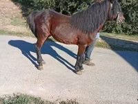 Horse (M), Horses — photo 4