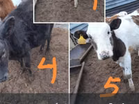 أبقار (دفعة، الجنس غير محدد), Simmental cattle — الصورة 2