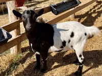 Ziegenbock, Dutch Landrace goats — Foto 1