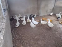 Ducks — Foto 2
