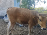 Cow, Caucasian Brown Cow — photo 5
