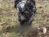 Brahma — photo 3
