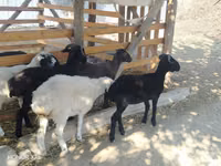 Sheep (batch, sex not specified), Sheep — photo 3