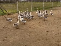 Geese — Foto 7