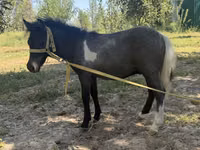 घोड़ी, Australian Pony — फ़ोटो 2