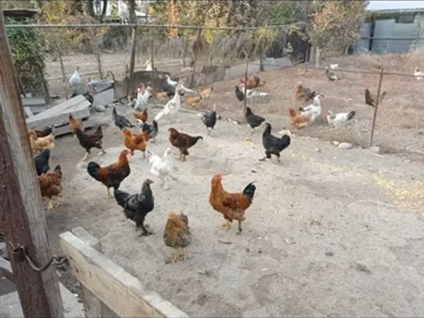 Chickens