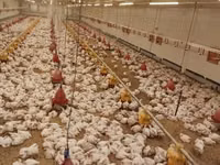 Chickens — Foto 6