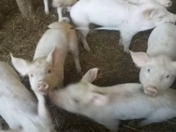Schweine (Partie, Geschlecht nicht angegeben), Schweine