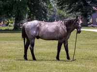 Hengst, Quarter Horse — Foto 4