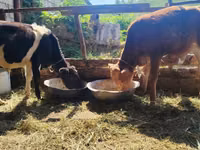 Toro, Ganado vacuno — foto 2