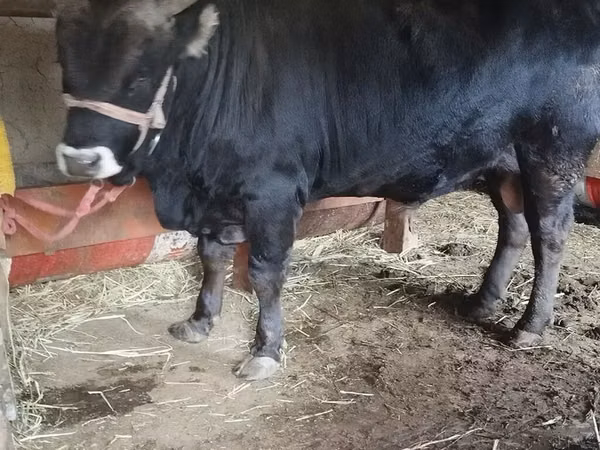Bulle, Aberdeen-Angus