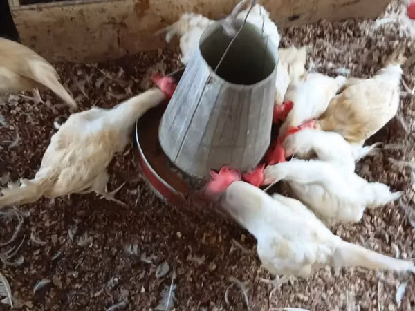 Chickens
