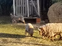 मेढ़ा, Baerchuke sheep — फ़ोटो 1
