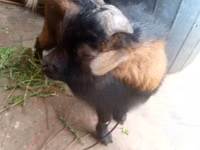 Billy Goat, Goats — photo 3