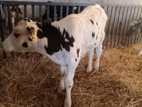 Bull, Russian Black pied cattle — photo 2