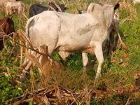 Cow, Cattle — photo 2