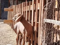 Carnero, Rhon sheep — foto 1