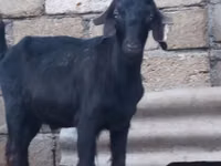 تيس, Anatolian Black goats — الصورة 1