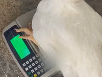 Chickens — फ़ोटो 1