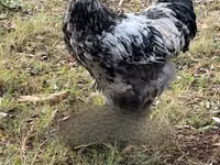 Brahma — photo 1