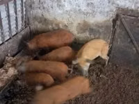 خنزير ذكر — الصورة 1