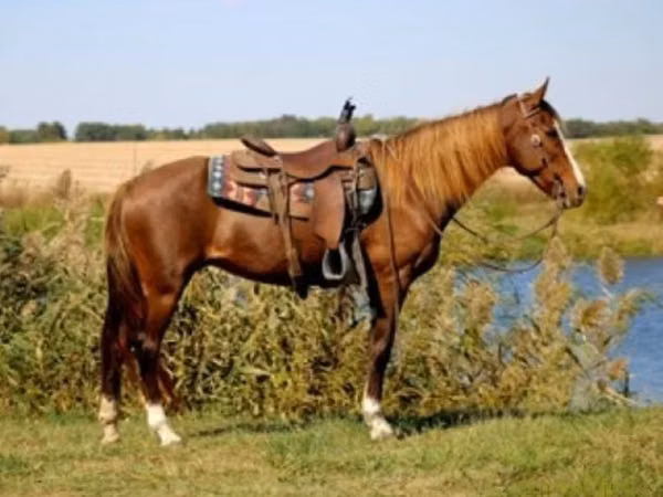 Stute, Rocky Mountain Horse