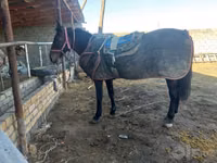 घोड़ा, Karabakh horse — फ़ोटो 1