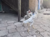 Shamo chickens — photo 5
