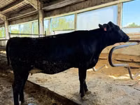 Vaca, Raza Holstein — foto 1