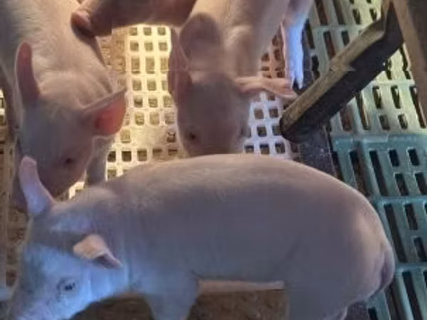 Schweine (Partie, Geschlecht nicht angegeben), 
