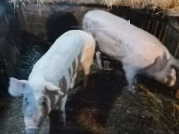 Schweine (Partie, Geschlecht nicht angegeben), Schweine