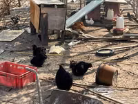 Pekin Bantam — photo 3