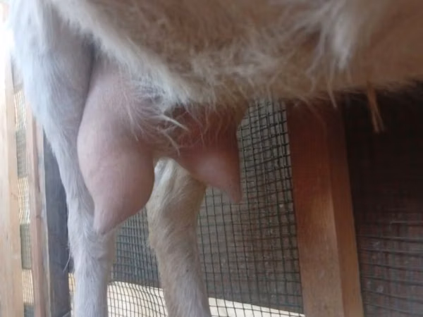 Cabra, Saanen goat