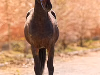 Caballo, Thoroughbred horse — foto 2