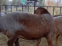 Oveja, Arashan sheep — foto 6