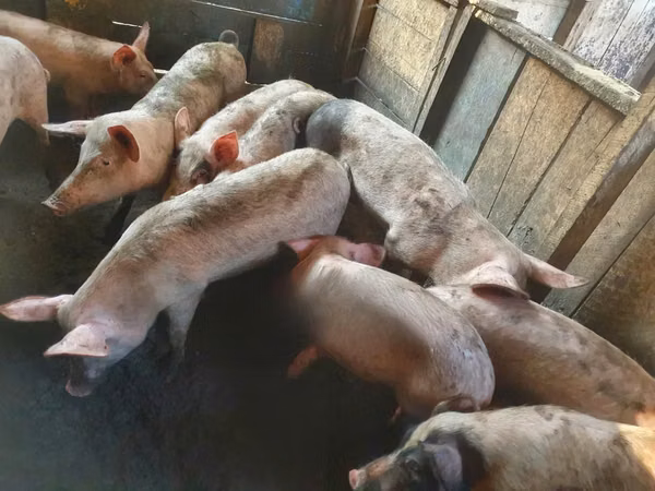 Pigs (batch, sex not specified), Pigs