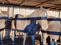 Horse (M), Horses — photo 2